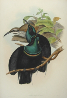 John Gould Birds of Australia